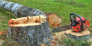 Professional Tree Services in Goldthwaite, TX