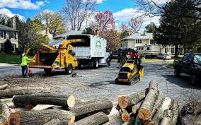 Best Stump Grinding and Removal  in Goldthwaite, TX