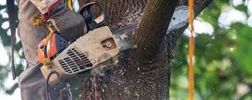 Best Pest Control for Lawns  in Goldthwaite, TX