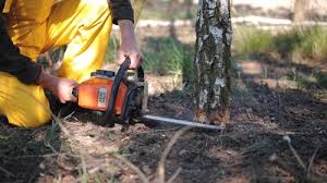 Best Tree Preservation Services  in Goldthwaite, TX