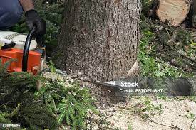 Best Arborist Consultation Services  in Goldthwaite, TX