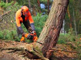 Best Tree Cabling and Bracing  in Goldthwaite, TX