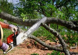 How Our Tree Care Process Works  in  Goldthwaite, TX