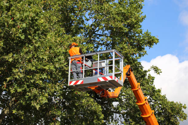 Best Hedge Trimming  in Goldthwaite, TX