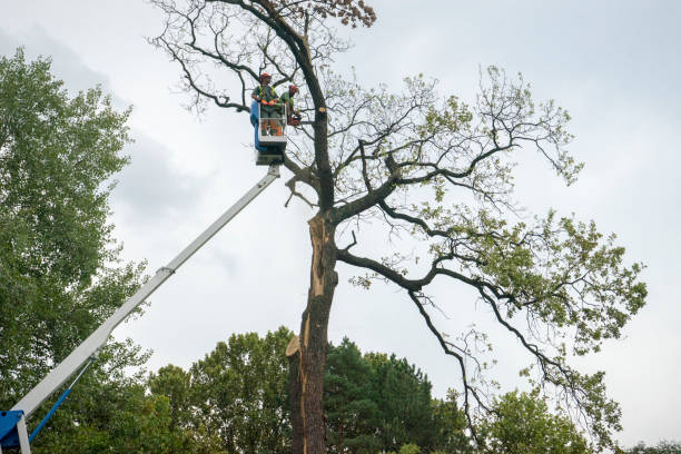 Best Tree Disease Treatment  in Goldthwaite, TX