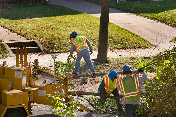 Goldthwaite, TX Tree Services Company