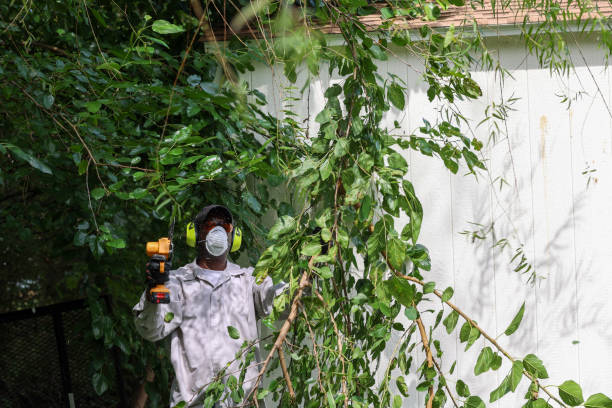 Best Tree Health Inspection  in Goldthwaite, TX