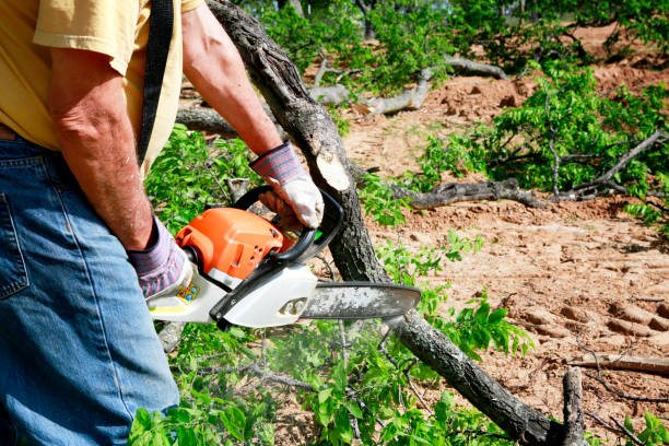 How Our Tree Care Process Works  in  Goldthwaite, TX